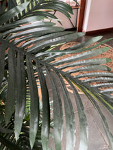 Cargar imagen en el visor de la galería, Palmera Areca