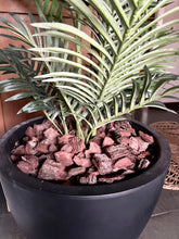 Cargar imagen en el visor de la galería, Palmera Areca