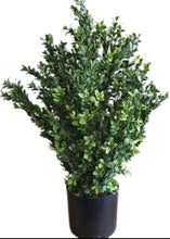 Cargar imagen en el visor de la galería, Boj 60 cms