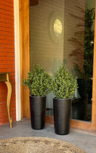 Cargar imagen en el visor de la galería, Boj 60 cms