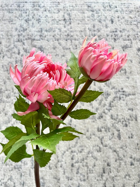 Crisantemo Rosado